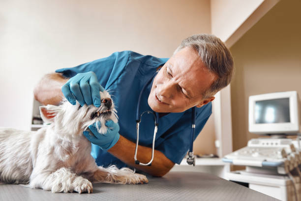 Best Emergency Dental Services for Seniors in Bedminster, NJ